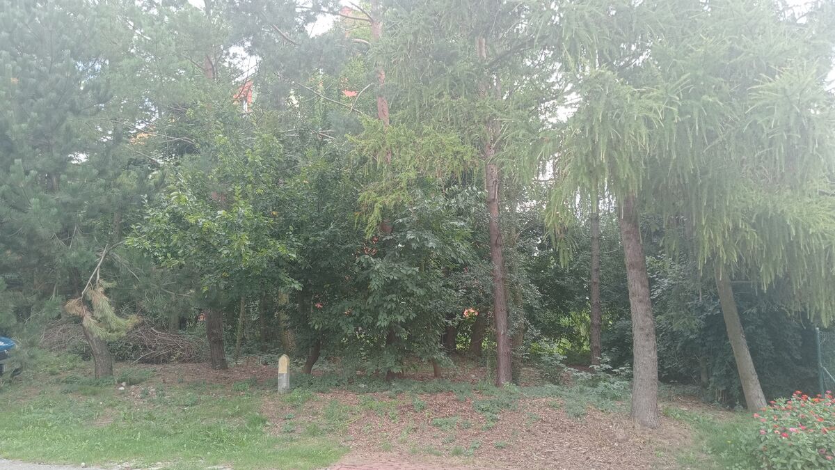 Drzewa iglaste i liściaste rosnące obok trawnika, z budynkiem widocznym między gałęziami.