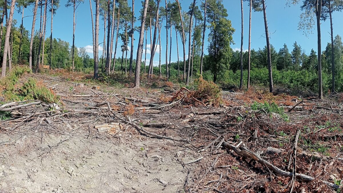 Teren po wycince z pniakami i rozrzuconymi gałęziami oraz pozostawionymi drzewami w tle.