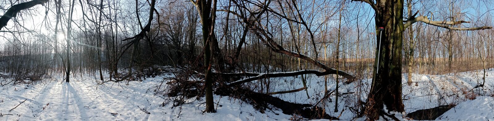 Panorama zaśnieżonego lasu liściastego; przy pniu starego buka stoi oparta tyczka pomiarowa z odbiornikiem GNSS, niskie zimowe słońce prześwituje przez bezlistne gałęzie