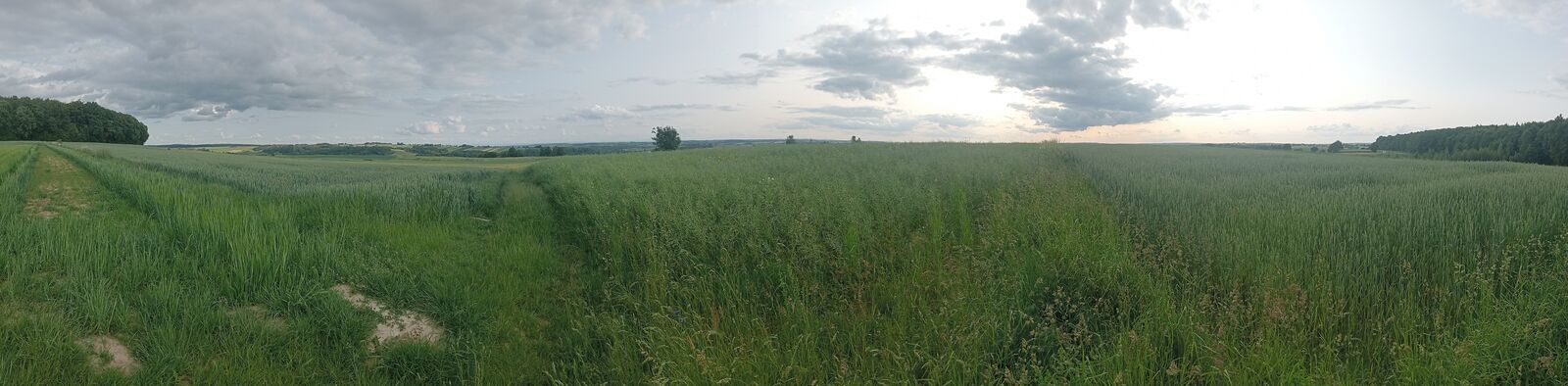 Panorama dwóch pól zboża rozdzielonych trawiastą miedzą biegnącą po horyzont; po lewej polna droga i skraj lasu, w tle pagórki pod zachmurzonym niebem